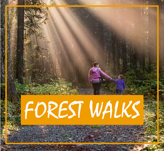 FOREST WALKS