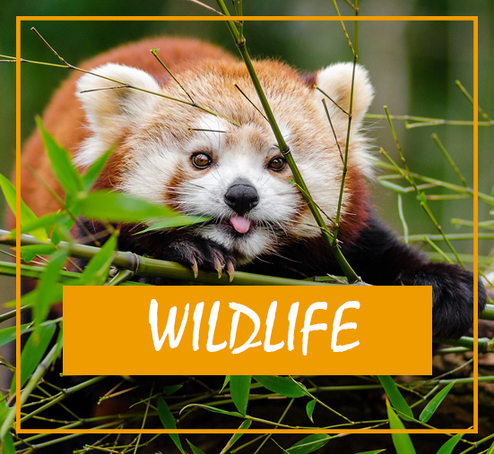 WILDLIFE